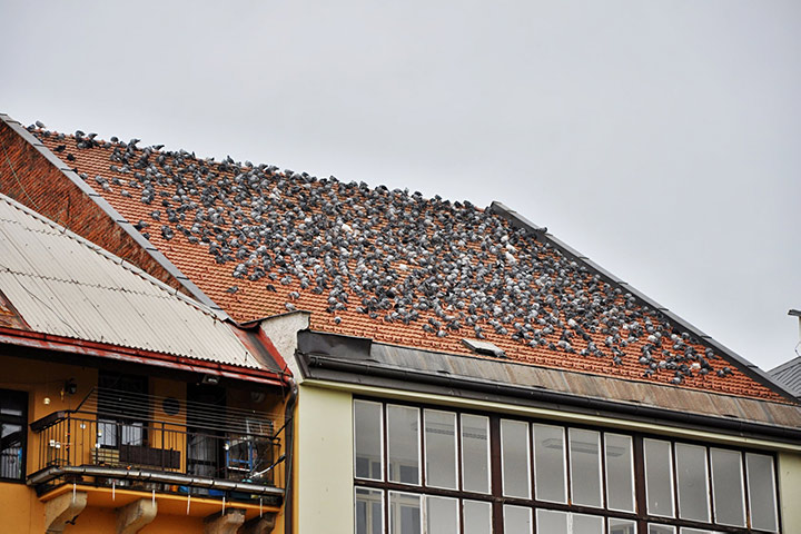 A2B Pest Control are able to install spikes to deter birds from roofs in Bexhill On Sea. 