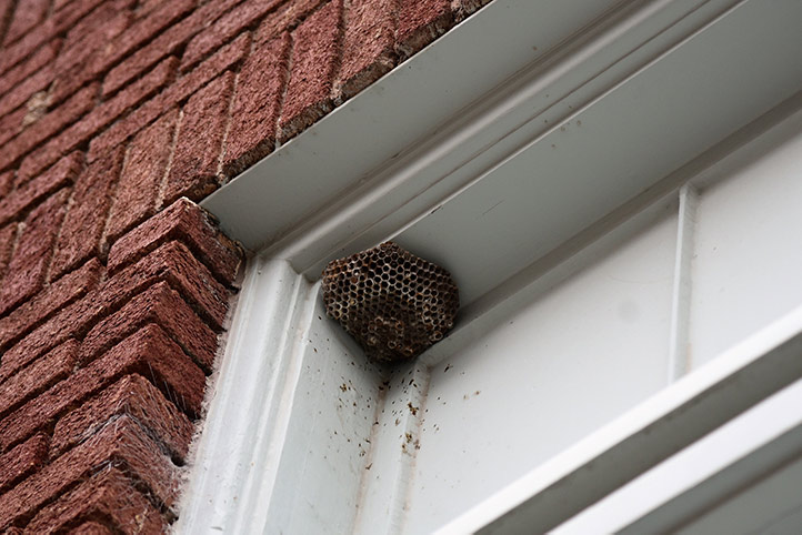 We provide a wasp nest removal service for domestic and commercial properties in Bexhill On Sea.